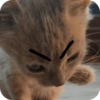 Cat and dog memez 7