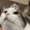 💕🐱Michitos para tu chat pt.2🐱💕 11