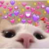 Gato apaixonado 10