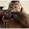MOnKey reaCtioNs 🐵😝🧃 6