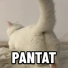 PANTAT