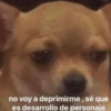 💕Animalitos con frases💕 14