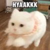 اله الا
HYAAKKK