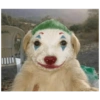 Perros 7