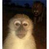 MOnKey reaCtioNs 🐵😝🧃 17