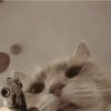 Cat and dog memez 19