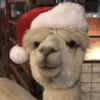 Animalitos Navideños 8
