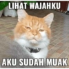 Meow 16