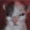 Dogs and cats memes 14