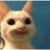 Gatinhos 6