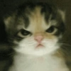 Cat and dog memez 13