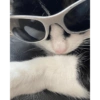 Bad cats 16
