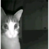 Gatitos  14