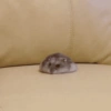 Hamster 🙈 14