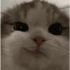 Cat and dog memez 8