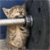 Gatinhos 5