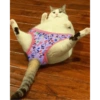 Bad cats 13