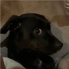 Perritos Divertidos! 🐶🐾 5
