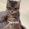 🫨Animalitos reacciones🫨 7