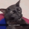 Meow 15