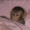 Macaquinhos 9