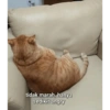 Meow 18