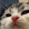 Kucing lucu 12