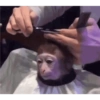 MOnKey reaCtioNs 🐵😝🧃 21