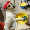 Perritos Divertidos! 🐶🐾 11