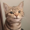 Dogs and cats memes 12