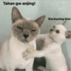 Meow 22