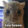 Gatinhos 8