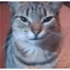 Gatitos  29