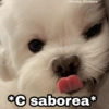 @Harley_Stickers *C saborea*