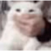 Gatitos  22