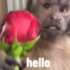 hello