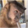 MOnKey reaCtioNs 🐵😝🧃 9