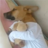 Perritos Divertidos! 🐶🐾 10