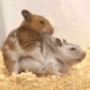 Hamster 🙈 9