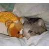 Bad cats 26