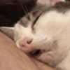 💕🐱Michitos para tu chat pt.2🐱💕 15