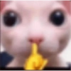 GATITOS FOFITOS❤️ 9