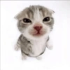 Gatitos  18
