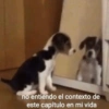 💕Animalitos con frases💕 13