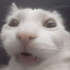 Katsdz 14