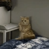 Animais engraçados 4 5