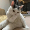 Cutest Cat 12