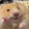 Hamster 🙈 7