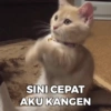 SINI CEPAT AKU KANGEN