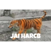Ipl 3